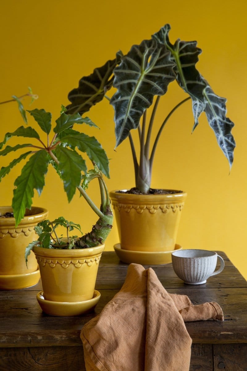 Københavner 'Glazed by Bergs', ravgul - Blomsterverden